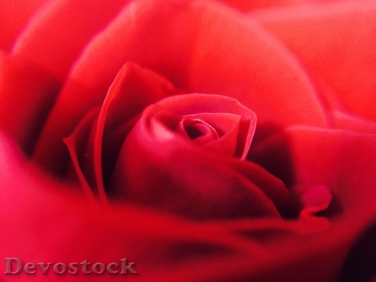 Devostock Love Romantic Petals 2447