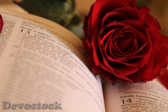 Devostock Love Romantic Petals 2616