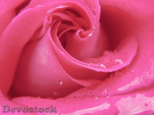 Devostock Love Romantic Petals98