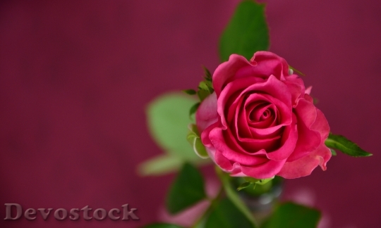 Devostock Love Romantic Pink 318