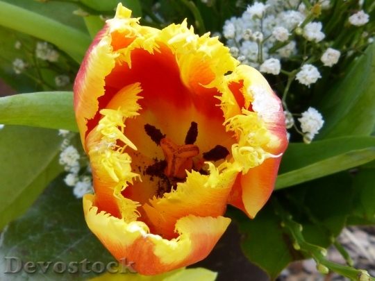 Devostock Macro Close Blossom Bloom 2