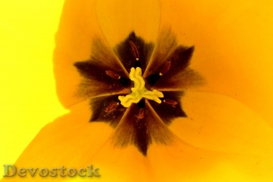 Devostock Macro Flower Tulip Spring
