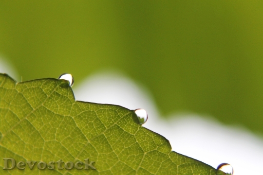 Devostock Macro Leaf Nature Rain