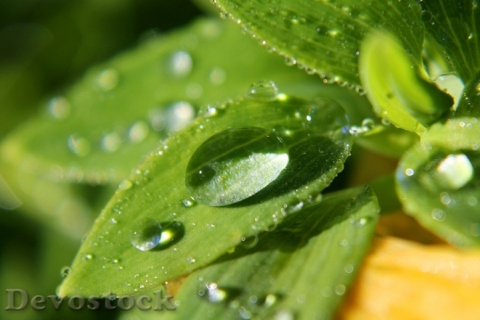 Devostock Macro Rain Drops Plant