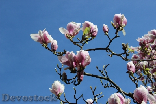 Devostock Magnolia Blossom Tulip Magnolia