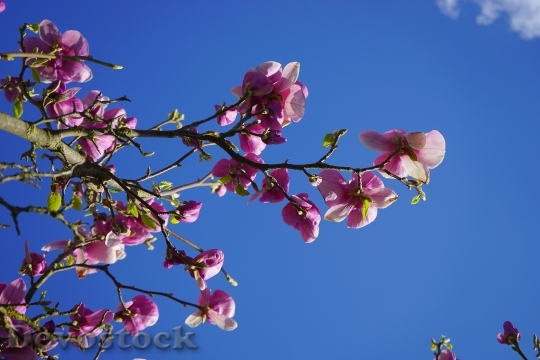 Devostock Magnolia Magnolia Blossom Blossom 6