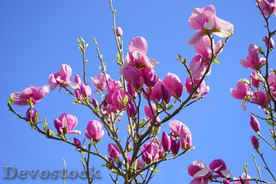 Devostock Magnolia Magnolia Blossom Blossom 7