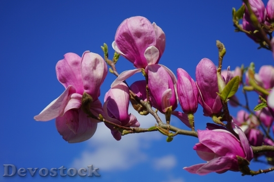 Devostock Magnolia Magnolia Blossom Blossom