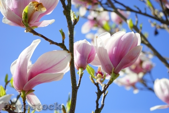 Devostock Magnolia Magnolia Blossom Flowers 1
