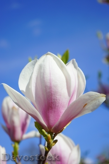 Devostock Magnolia Magnolia Blossom Flowers 3