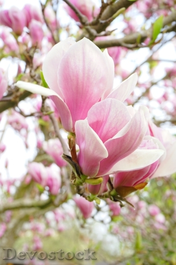 Devostock Magnolia Magnolia Blossom Flowers 5