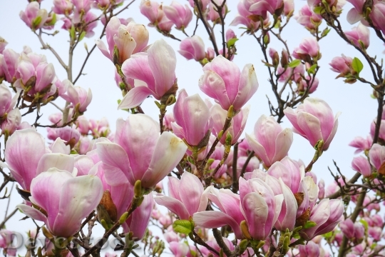 Devostock Magnolia Magnolia Blossom Flowers 6
