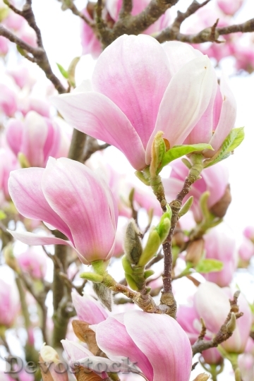 Devostock Magnolia Magnolia Blossom Flowers 7