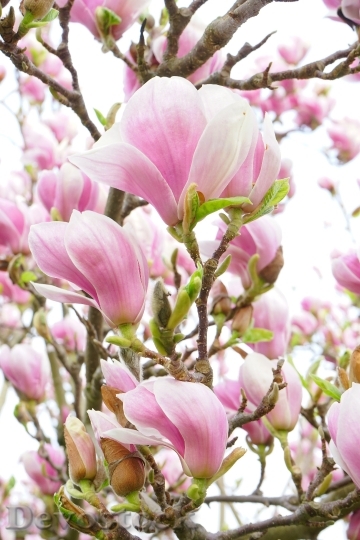Devostock Magnolia Magnolia Blossom Flowers 8