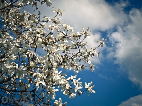 Devostock Magnolia Tree Blossom Bloom 1