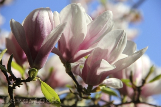 Devostock Magnolia Tulip Magnolia Flowers 0