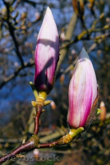 Devostock Magnolia Tulip Magnolia Nature 0