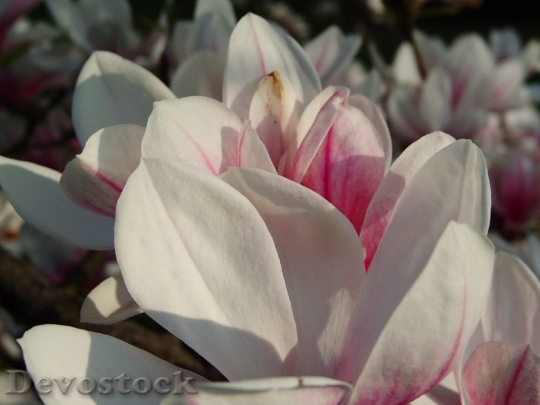 Devostock Magnolia Tulip Tree Flowers