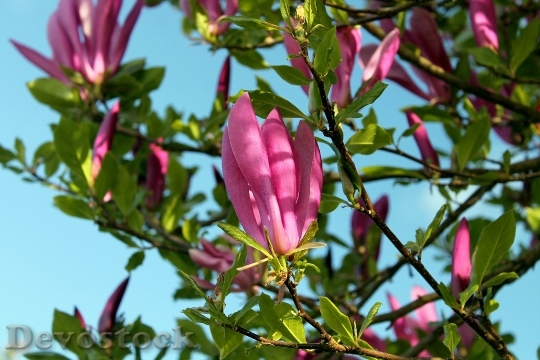 Devostock Magnolia Tulip Tree Tulip