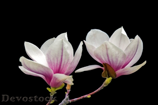Devostock Magnolia Wood Floral Flower 0