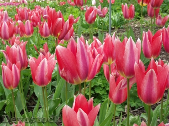 Devostock Mainau Island Flowers Tulips