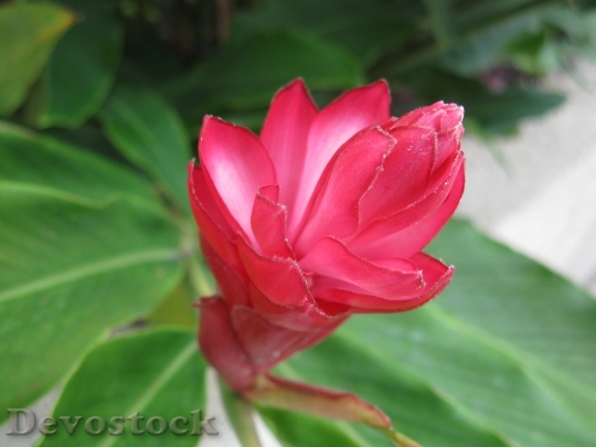 Devostock Makati Flower Flora Bloom