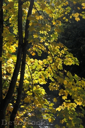 Devostock Maple Autumn Color Tree