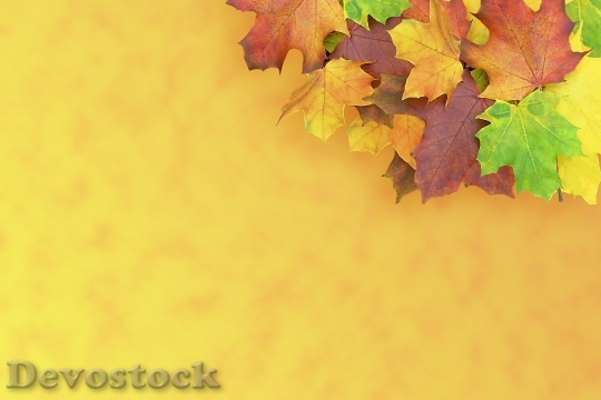 Devostock Maple Autumn Emerge Decoration