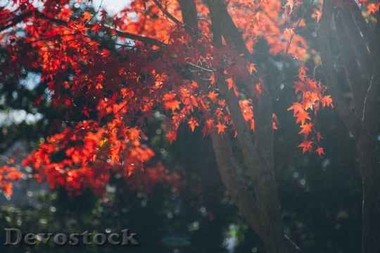 Devostock Maple Autumn Fall Season
