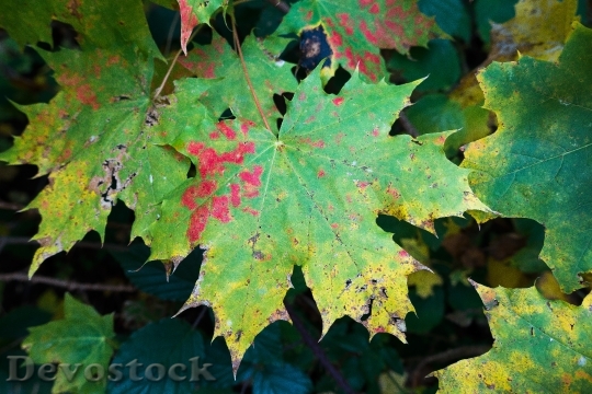 Devostock Maple Autumn Leaf Yellow 0