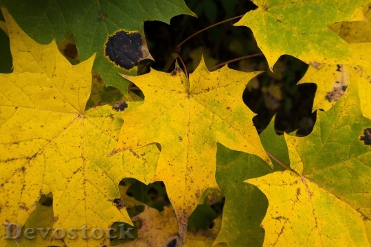 Devostock Maple Autumn Leaf Yellow 1