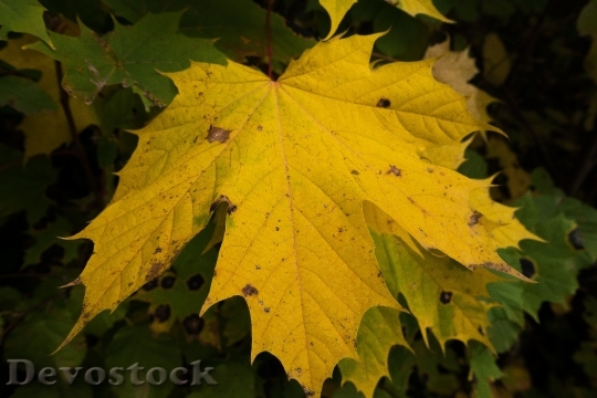 Devostock Maple Autumn Leaf Yellow