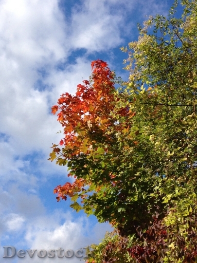 Devostock Maple Autumn Leaves Colorful