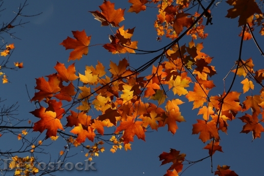 Devostock Maple Autumn Leaves Fall 0