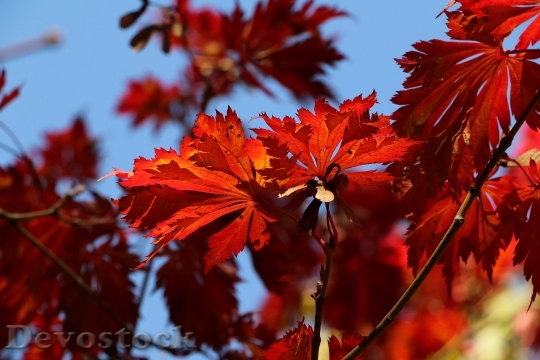 Devostock Maple Autumn Leaves Fall
