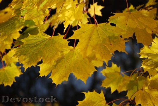 Devostock Maple Autumn Leaves Foliage 0