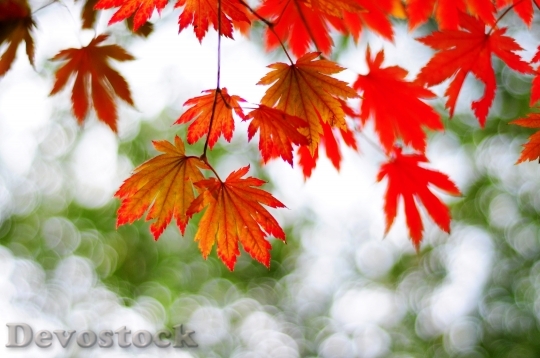 Devostock Maple Autumn Leaves Red