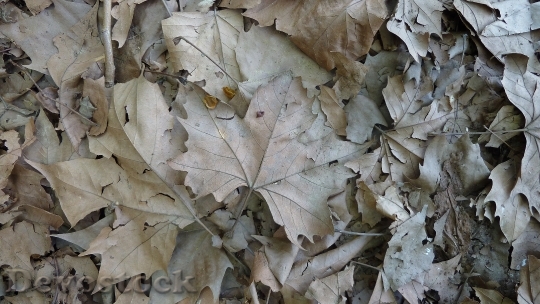 Devostock Maple Autumn Leaves Texture