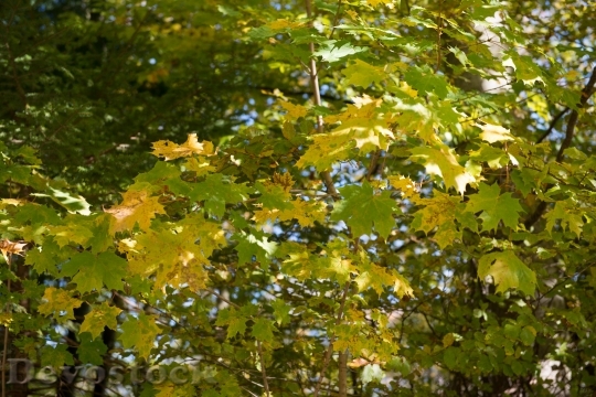 Devostock Maple Autumn Leaves Trees