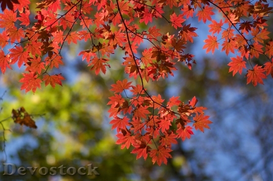 Devostock Maple Autumn Red Leaves