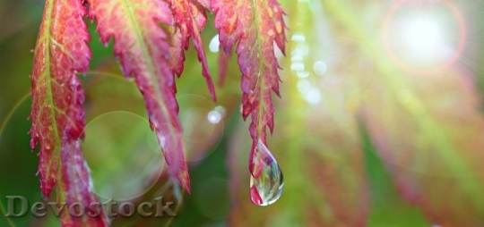 Devostock Maple Drip Raindrop Drop