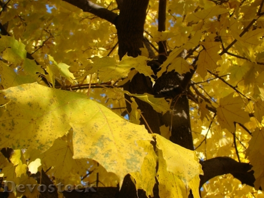 Devostock Maple Fall Autumn Leaves