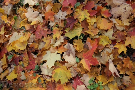Devostock Maple Foliage Leaves Fall