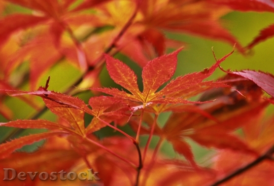 Devostock Maple Japanese Maple Leaves 0