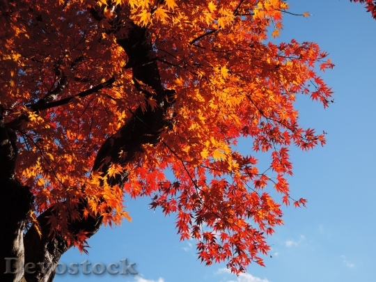 Devostock Maple Leaf Autumn 760698