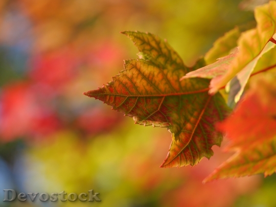 Devostock Maple Leaf Autumn Fall 2