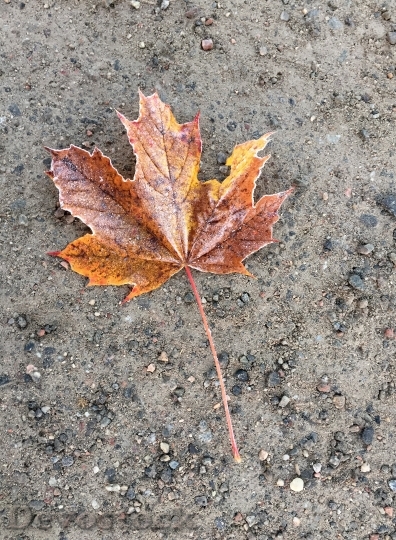 Devostock Maple Leaf Autumn Leaves 0