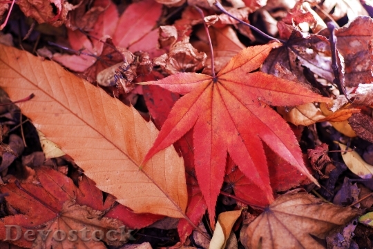 Devostock Maple Leaf Autumn Leaves 2