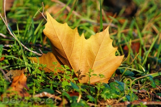 Devostock Maple Leaf Autumn Leaves