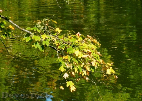 Devostock Maple Leaf Beech Leaves 1